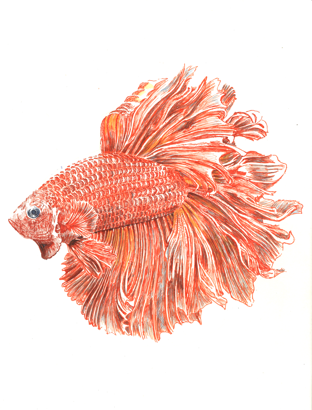 Betta Fish