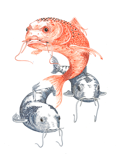 Koi Fish